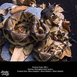 Snake Gorge - Deinagkistrodon acutus 3