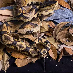 Snake Gorge - Deinagkistrodon acutus 4